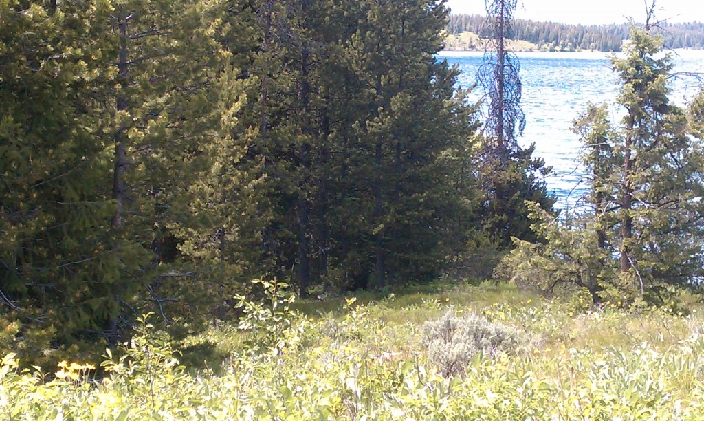 We saw a bear in Yellowstone.