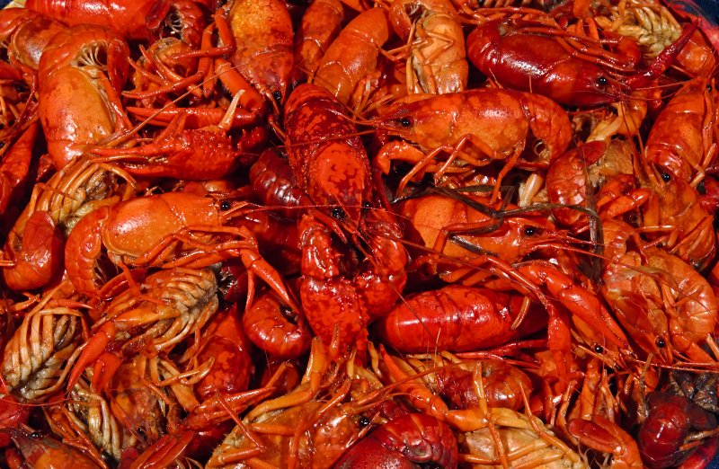 Crawfish