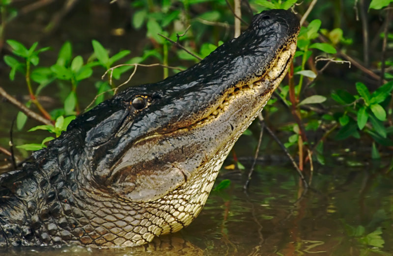 Alligator Swamp Tours