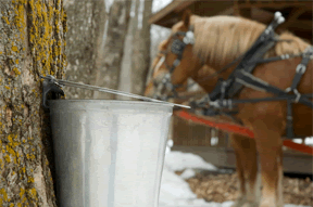 Maple Syrup Festival Michigan