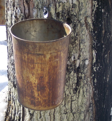 Maple Syrup Collection in Ontario