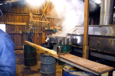 Maple Syrup Making Indiana