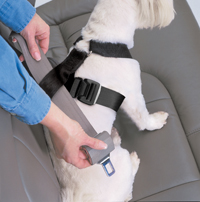 Petbuckle