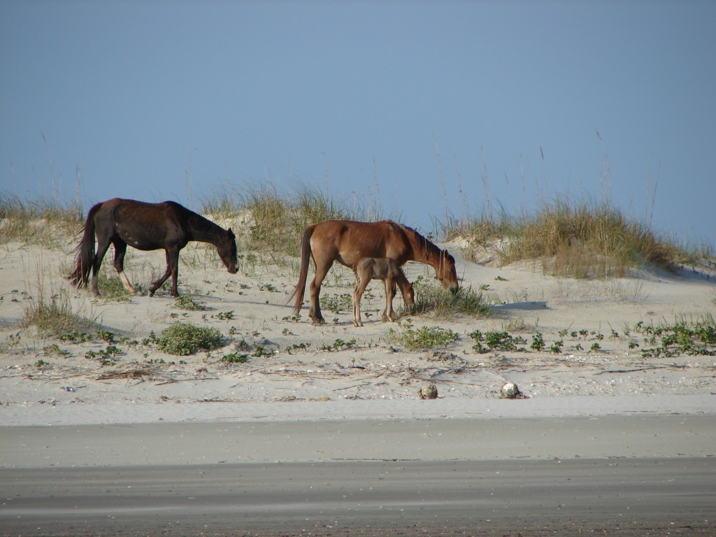 Wild Horses on Cumberland Island
