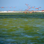 Flamingos at Rio Lagartos