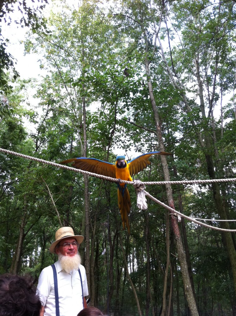 Our wagon passes under a macaw. 