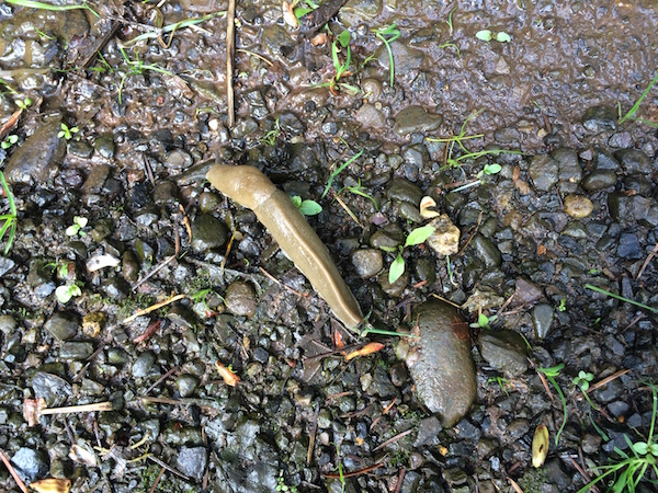 Oregon Slug