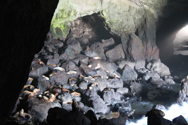 Sea Lion Cave Horizontal