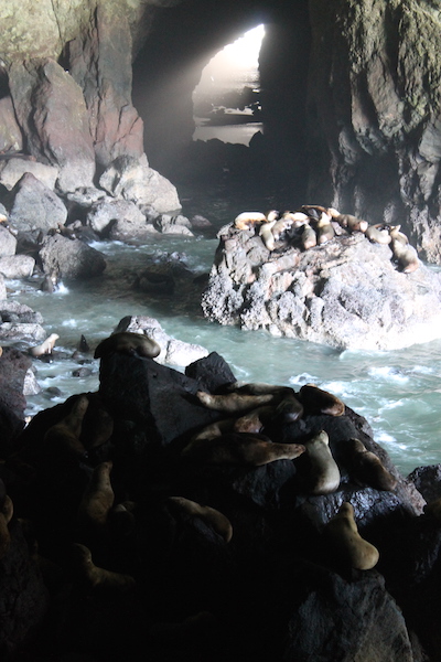Sea Lion Cave Verticle
