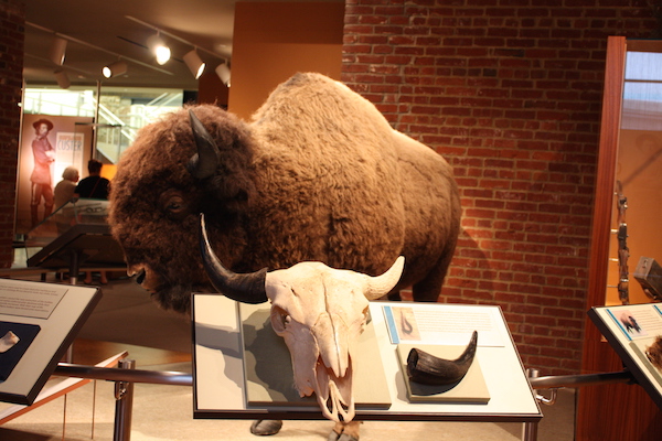Meeting the bison at Frazier History Museum.