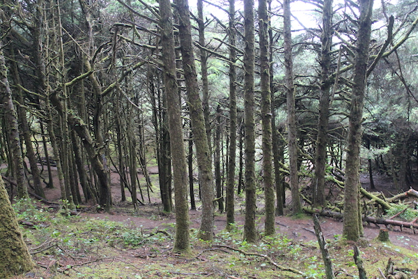 Finding the Hobbit Beach Trail on the Oregon Coast