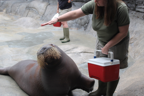 Walrus Encounter