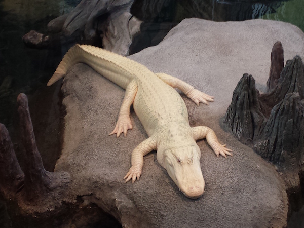 Albino Alligator at the California Academy of Sciences