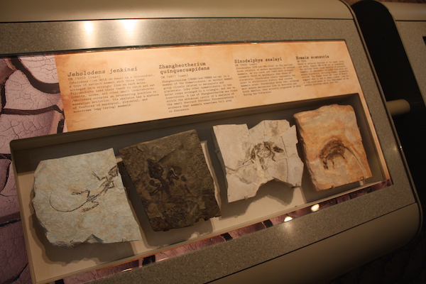 Fossils at the Carnegie Museum of Natural History