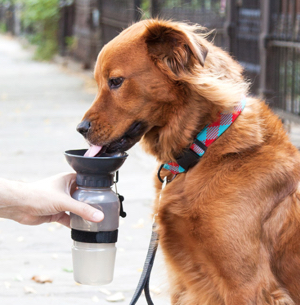 dog-bowl-water-bottle