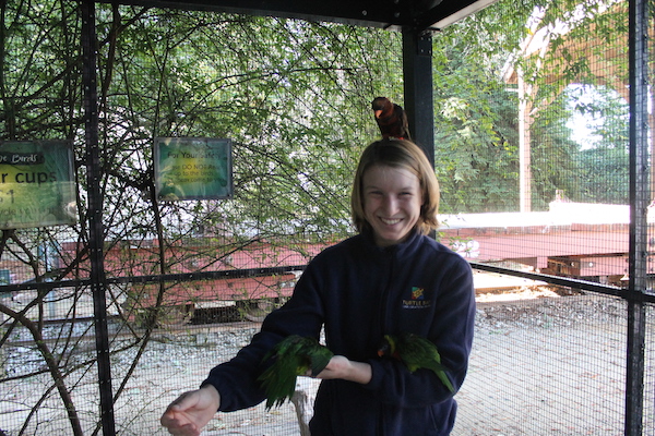 parrot-playhouse-wildlife-woods