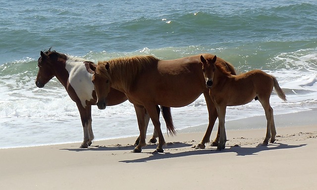 Wild Horses at Assateague Island National Park