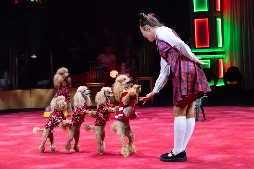 Veranica Tchalabaeva with her talented poodles in "A Brave New Wonderland" - photo by Harry Sayer