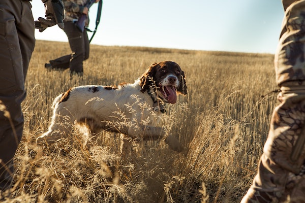 two men and a hunting dog in a grass field