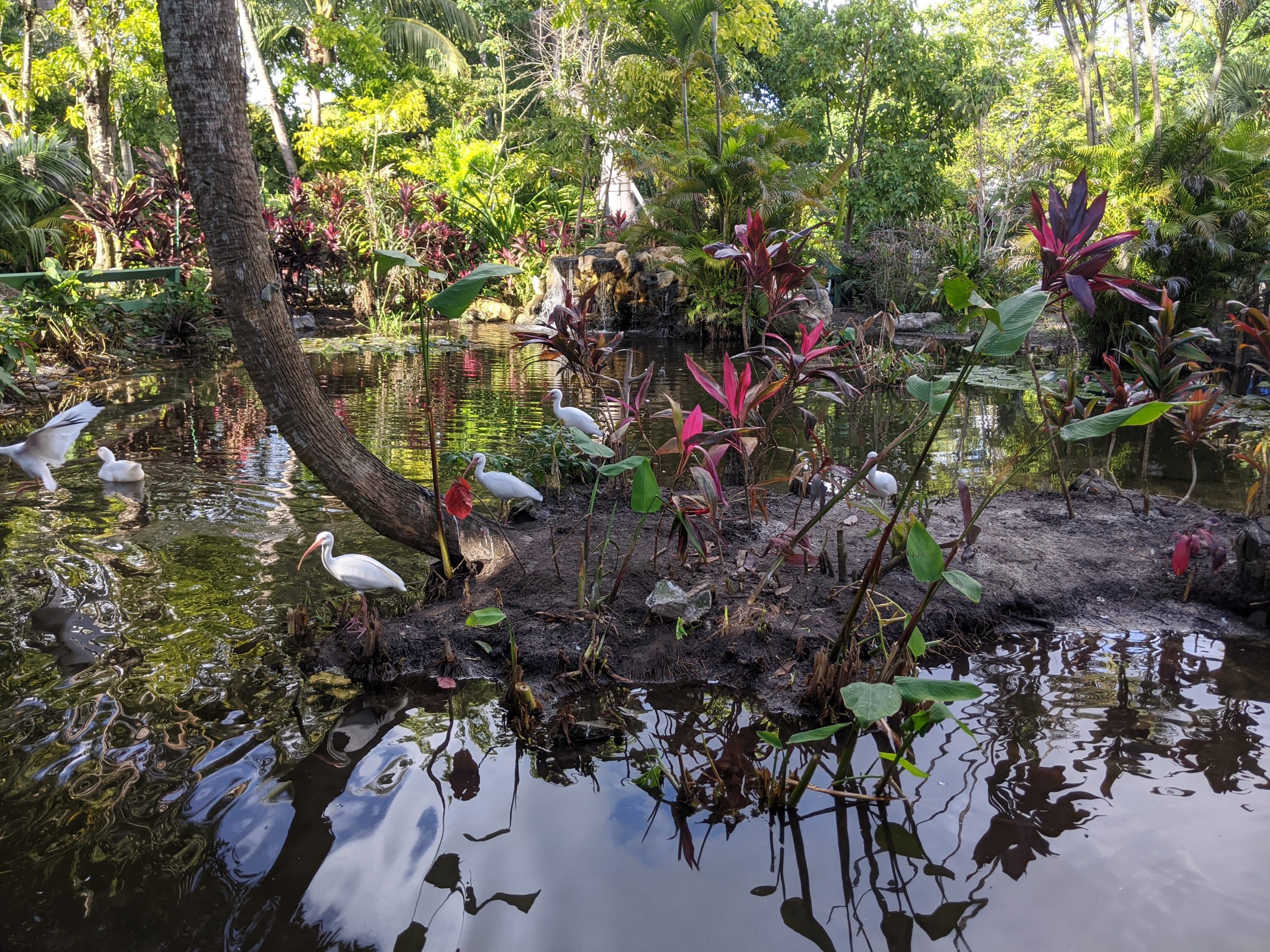 Birds enjoying the Everglades Wonder Gardens