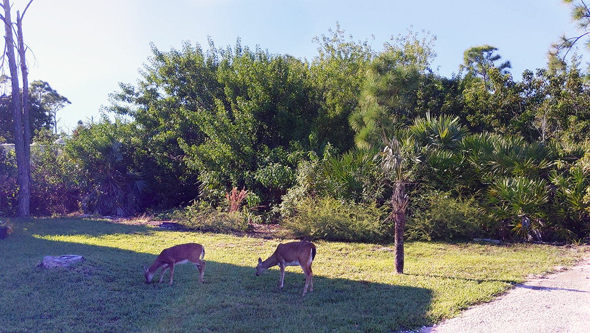 Key deer grazing by the road in Big Pine Key, Florida