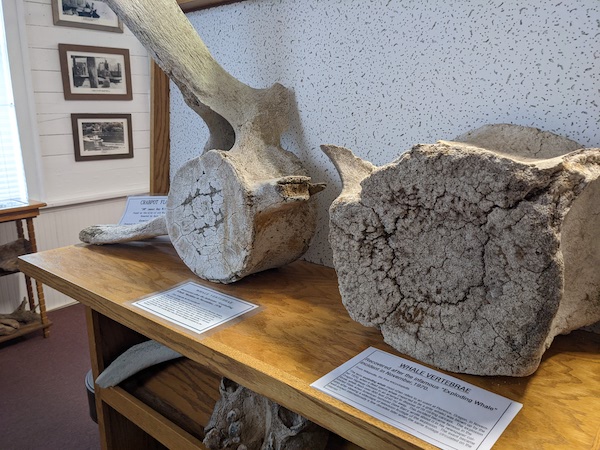 Whale vertebrae on display at the Siuslaw Pioneer Museum