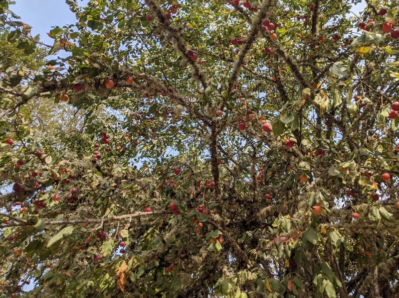 Canopy of native plum tree