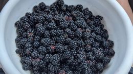 White bowl full of blackberries