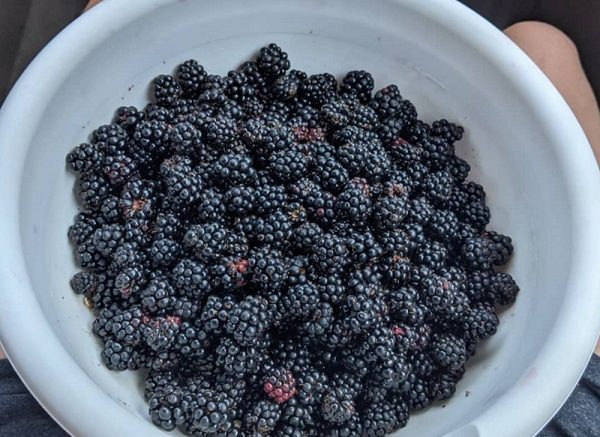 White bowl full of blackberries