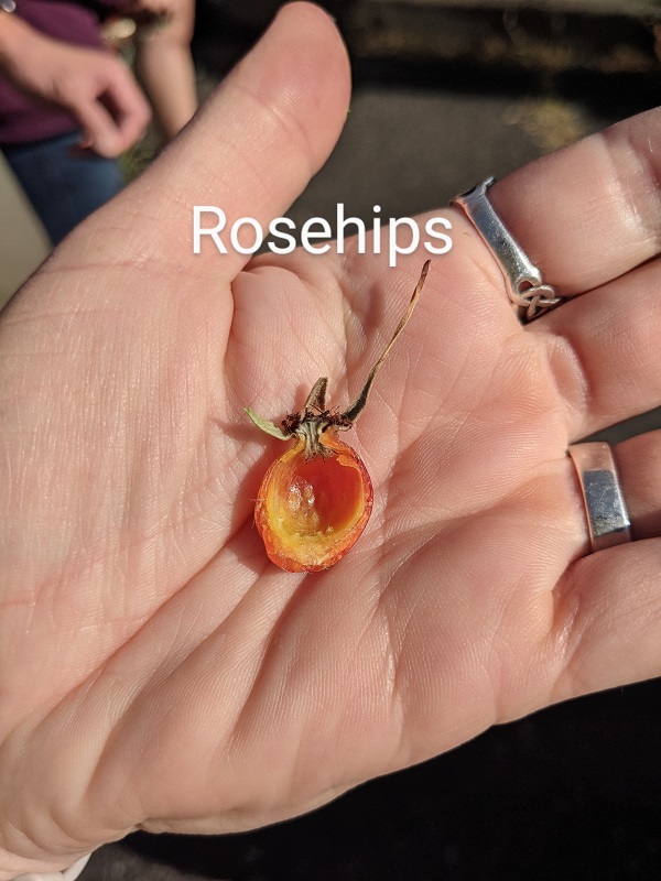 Palm of hand holding a rosehip