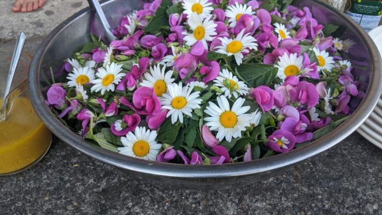 Salad full of daisies and wild sweet peas