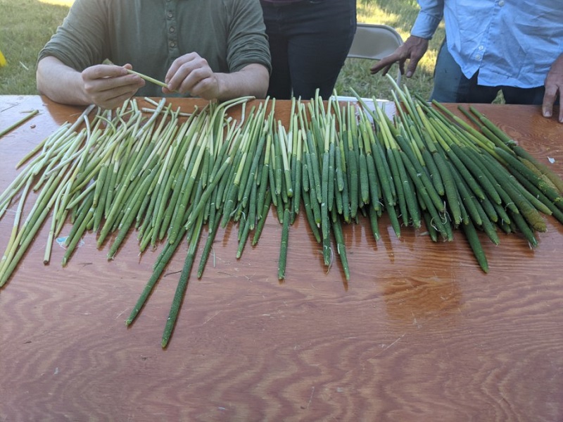 Green cattails across a table