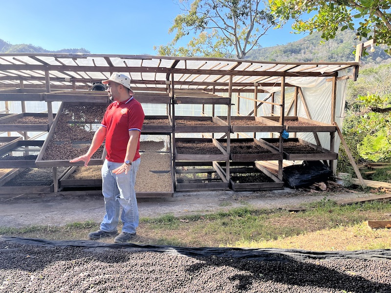 Coffee beans drying