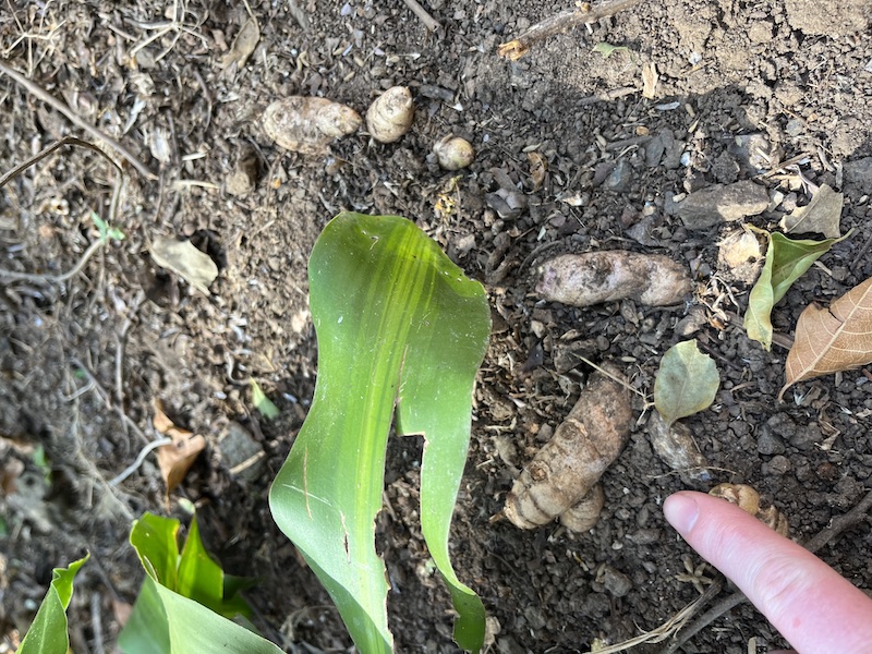 turmeric roots