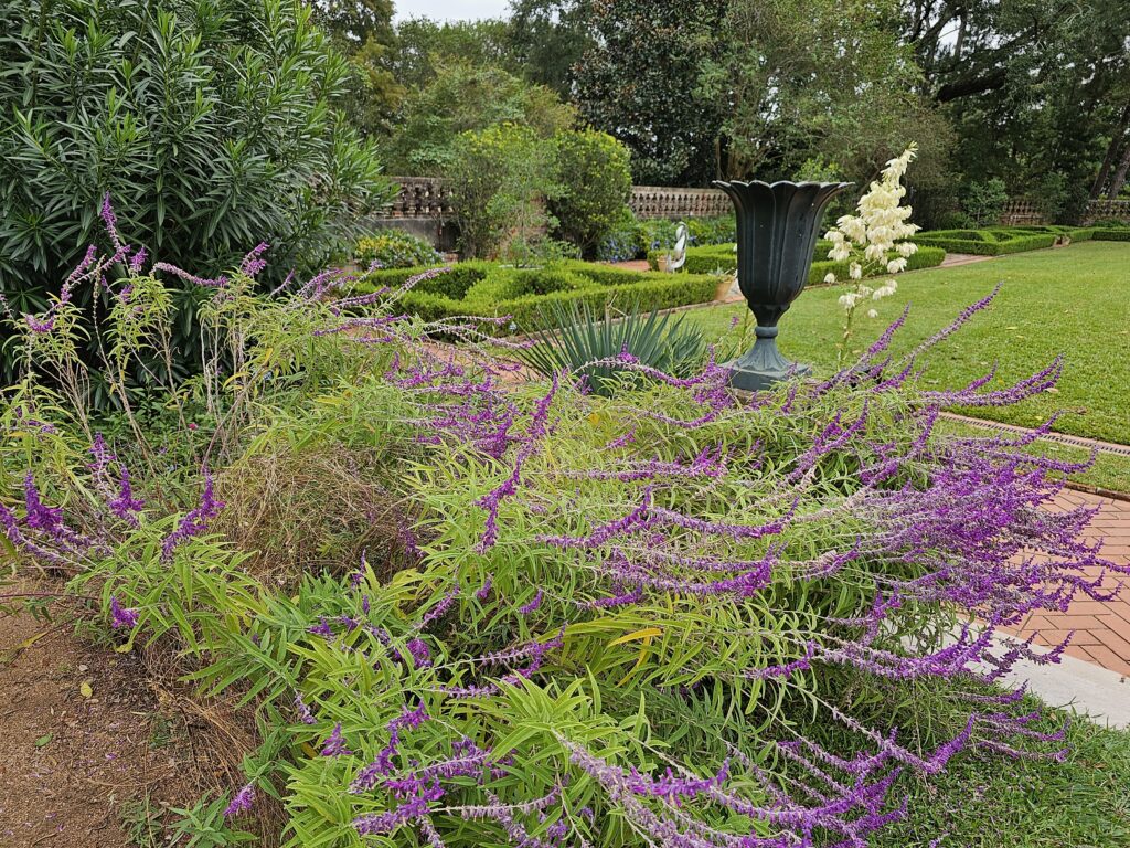 Flowers in bloom still in late fall at Longue Vue House and Gardens