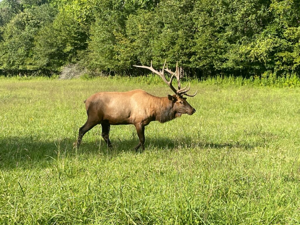 Elk at the Oconaluftee Visitor's Center