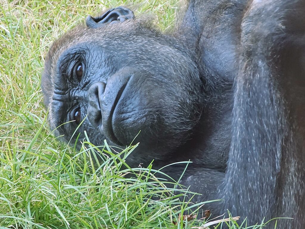 Oklahoma-City-Zoo_photo-by-Cheryl-Rodewig