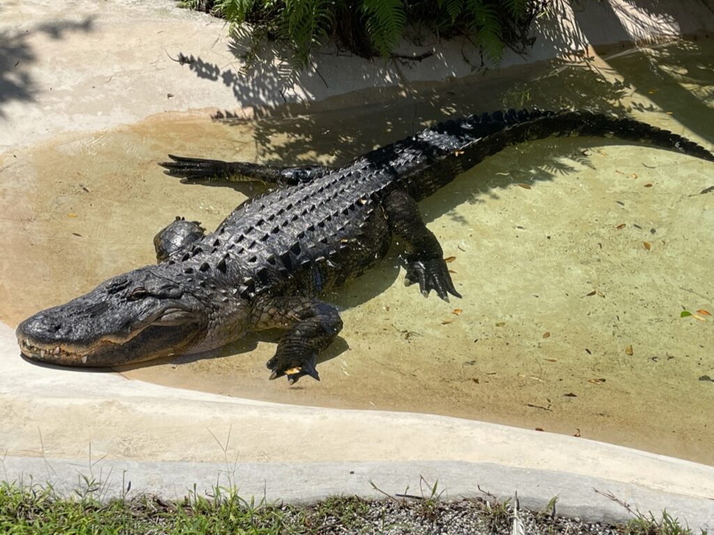 One of the gators resting in the sun.