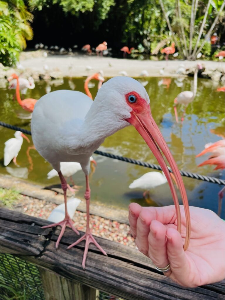 Feeding the birds with bags of specialized feed