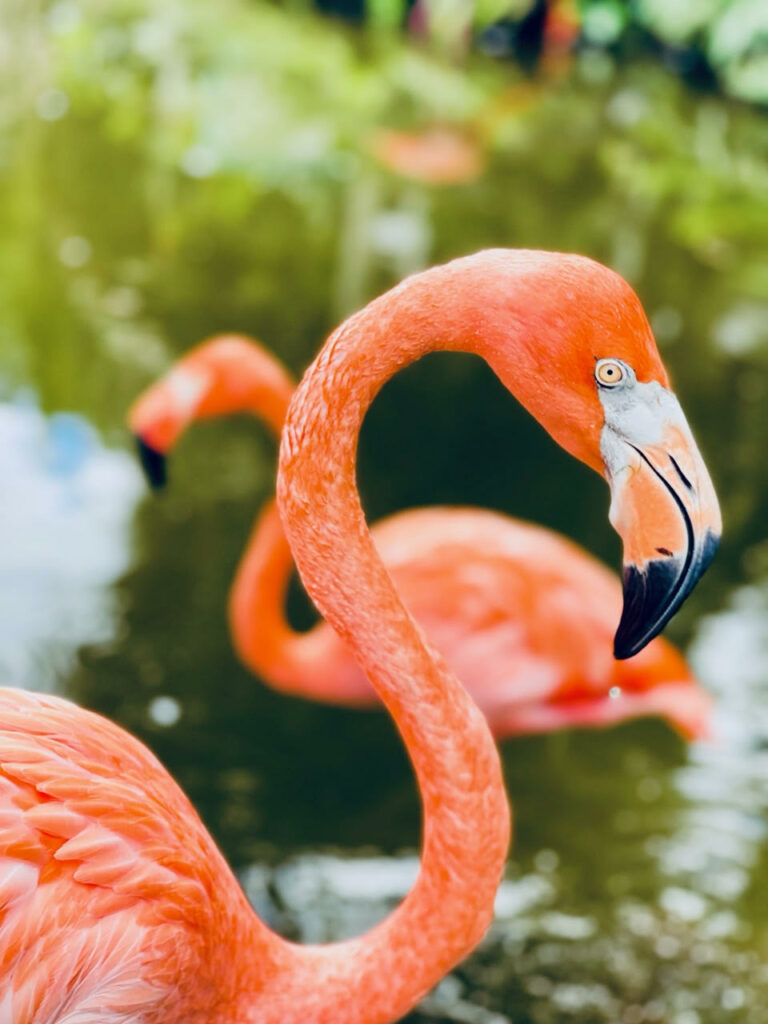 Brilliant Colors abound in the native residents of Flamingo Gardens