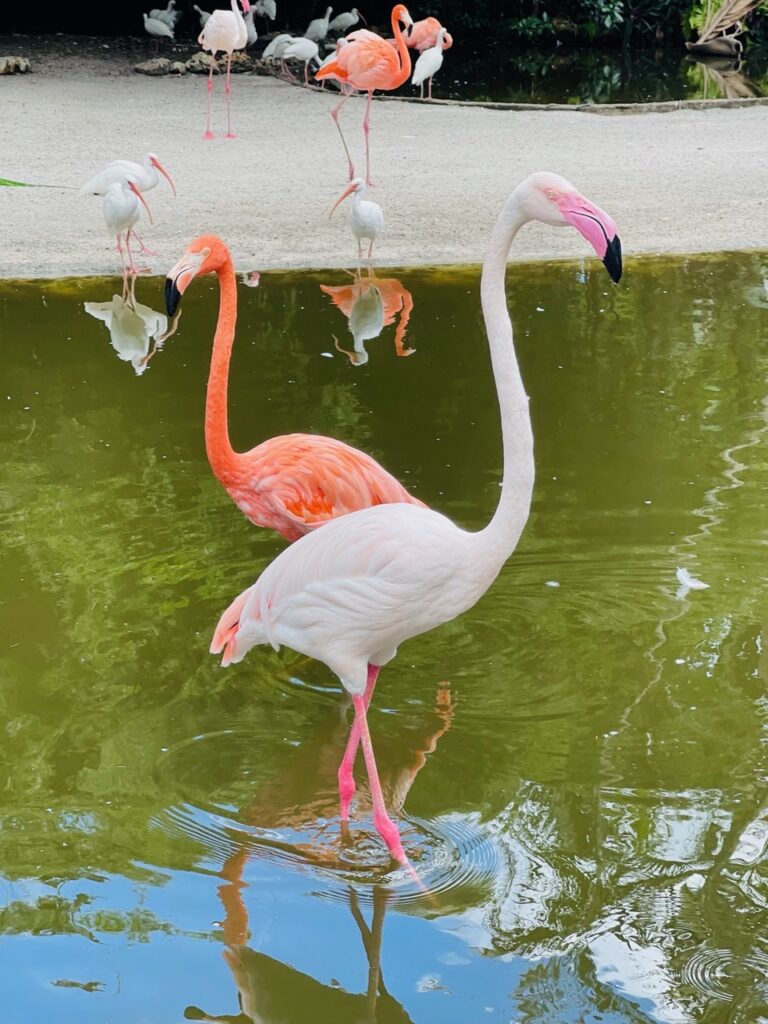 Enjoy watching or feeding some of the beautiful hued flamingos